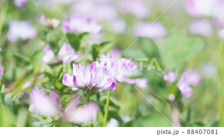 レンゲ畑　背景素材 88407081