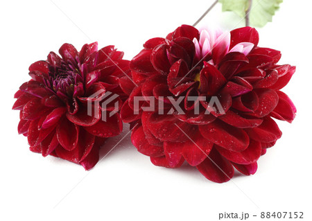 Dahlia flowers isolated on white Dahlia flowers isolated on white 88407152