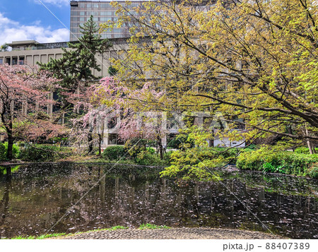 東京紀尾井町・清水谷公園の桜 東京紀尾井町・清水谷公園の桜 88407389