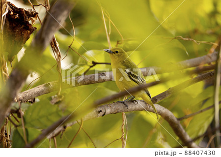 Common Iora, Aegithina tiphia, Uttarakhand, India Common Iora, Aegithina tiphia, Uttarakhand, India 88407430