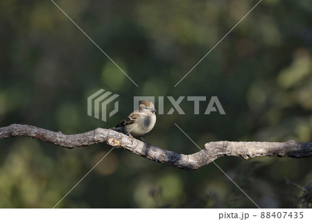 Russet Sparrow, Passer cinnamomeus, Uttarakhand, India 88407435