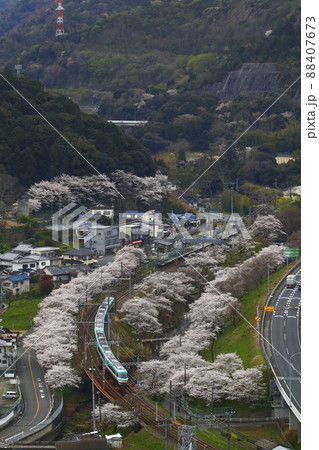 桜の中を駆け抜けるオーシャンアロー 88407673