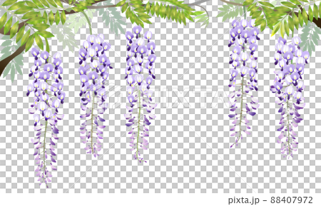  Wisteria flowers 88407972