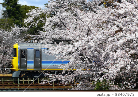 桜とドクター東海 桜とドクター東海 88407975