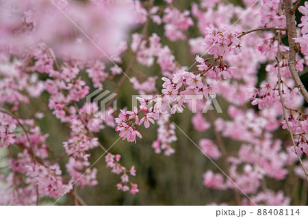 ふんわりピンクの枝垂桜 88408114