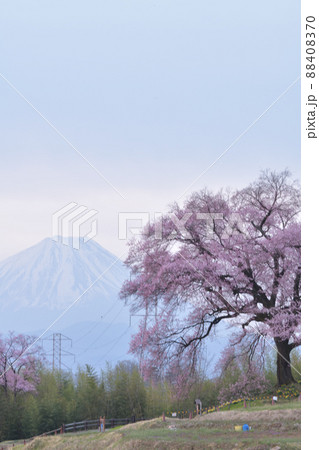 韮崎市神山町、わに塚の桜と富士山 88408370