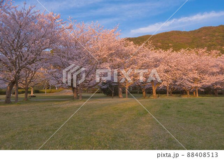春の桜　山口県防府市向島運動公園 88408513