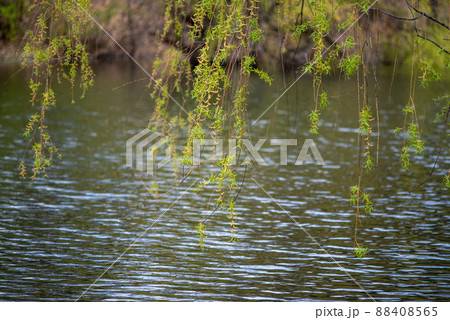Bor Lake artificial lake in eastern Serbia near the city of Bor 88408565