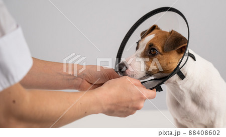 A veterinarian puts a plastic cone collar on a Jack Russell Terrier dog after a surgery. A veterinarian puts a plastic cone collar on a Jack Russell Terrier dog after a surgery. 88408602