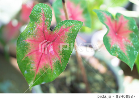 Closeup colorful pink and green caladium leaves in the garden with light in the morning, selective focus 88408937