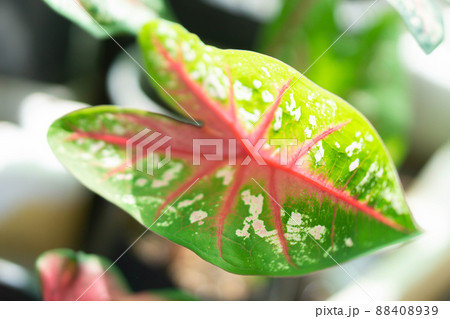 Closeup colorful pink and green caladium leaves in the garden with light in the morning, selective focus 88408939