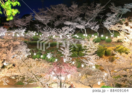【広島県】千光寺公園の夜桜(尾道) 【広島県】千光寺公園の夜桜(尾道) 88409164