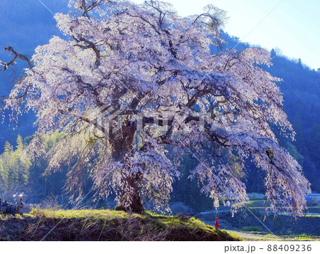 丘の上の枝垂れ桜 丘の上の枝垂れ桜 88409236
