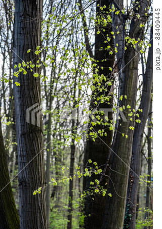 Vertical shot of tree trunks, branches and green leaves 88409445