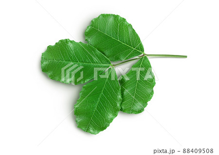 Fresh carob leaves isolated on white background with clipping path. Top view. Flat lay Fresh carob leaves isolated on white background with clipping path. Top view. Flat lay 88409508