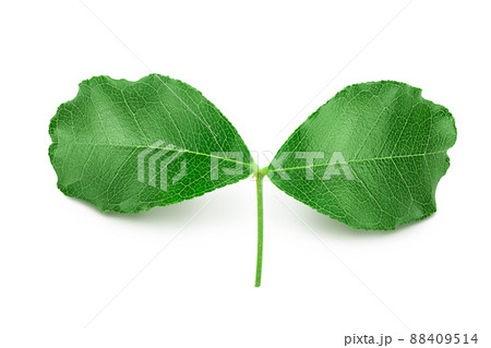 Fresh carob leaves isolated on white background with clipping path 88409514