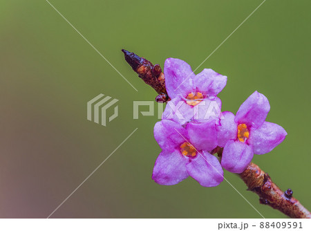 Blooming daphne mezereum, purple bloom of a Mezereon 88409591