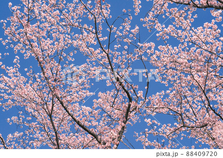 火花のように青空にはじける桜の花 88409720