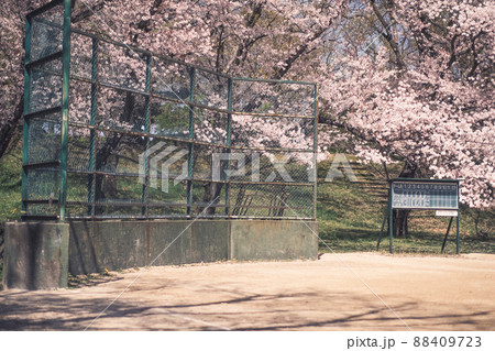 バックネットと桜 88409723