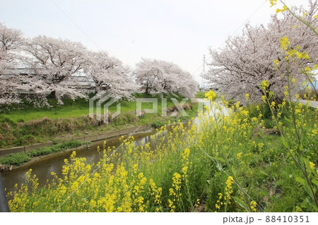 田原本の桜 88410351