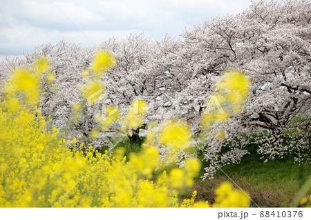 田原本の桜 田原本の桜 88410376