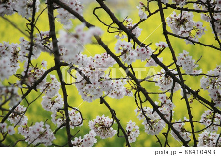 田原本の桜 88410493