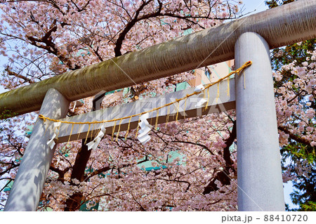 松戸神社と美しい桜（千葉県松戸市） 88410720