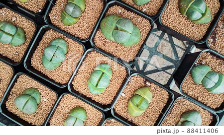 植物 工場 プランツ 88411406