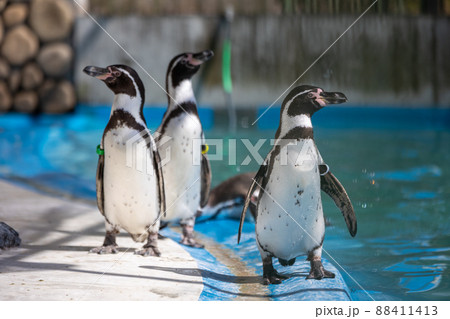 フンボルトペンギン 88411413