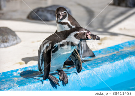 フンボルトペンギン フンボルトペンギン 88411453