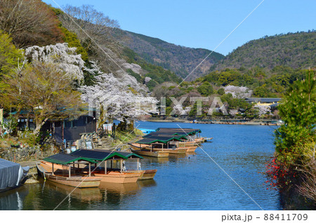 4月の京都市嵐山 嵐峡めぐりの屋形船と桜が風流 88411709