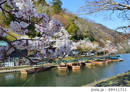 4月の京都市嵐山 嵐峡めぐりの屋形船と桜が美しい 88411711