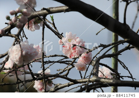 源平枝垂れ桃 88411745