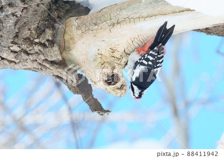 木の枝に逆さまにつかまり木を突く冬の北海道のアカゲラ 木の枝に逆さまにつかまり木を突く冬の北海道のアカゲラ 88411942