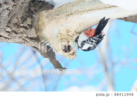 木の枝に逆さまにつかまり木を突く冬の北海道のアカゲラ 木の枝に逆さまにつかまり木を突く冬の北海道のアカゲラ 88411948