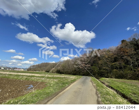 桜の季節 関東の田舎道 桜の季節 関東の田舎道 88412044