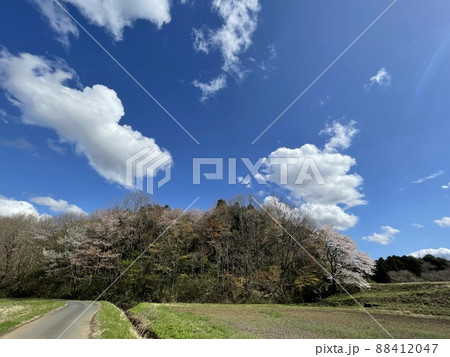 桜の季節 関東の田舎道 桜の季節 関東の田舎道 88412047