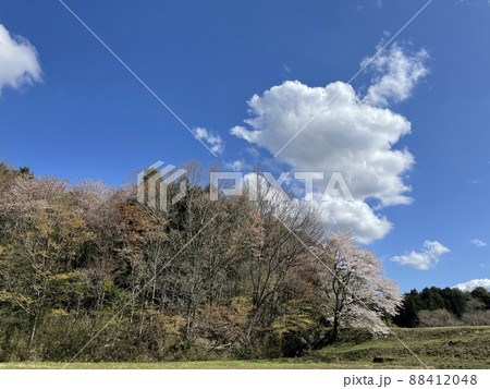 桜の季節 関東の田舎道 桜の季節 関東の田舎道 88412048