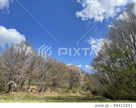 桜の季節 関東の田舎道 桜の季節 関東の田舎道 88412051