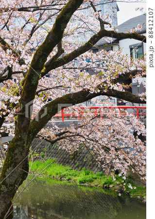 松戸神社　赤い潜龍橋と美しい桜（千葉県松戸市） 88412107
