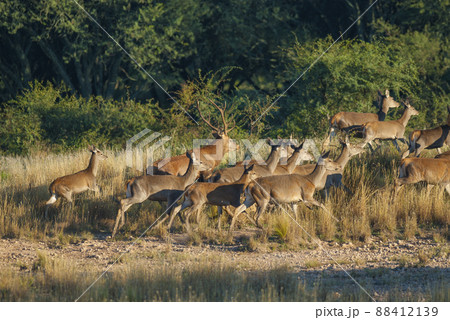Red deer in Parque Luro Nature Reserve, La Pampa, Argentina Red deer in Parque Luro Nature Reserve, La Pampa, Argentina 88412139