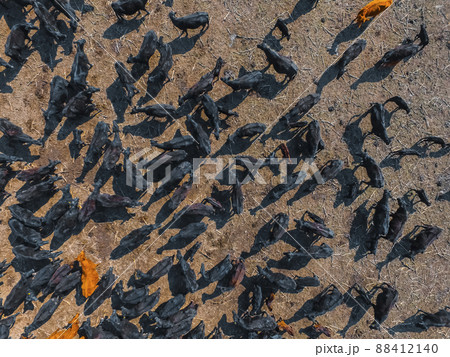Cows aerial view, Buenos Aires,Argentina 88412140