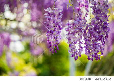 フジの花 花 フラワー 88412312