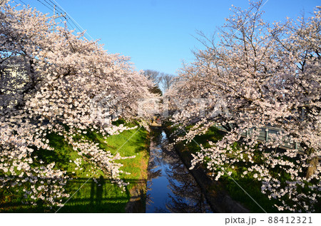 埼玉県深谷市唐沢川の満開の桜堤 埼玉県深谷市唐沢川の満開の桜堤 88412321
