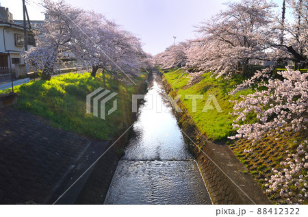 埼玉県深谷市唐沢川の満開の桜堤 88412322