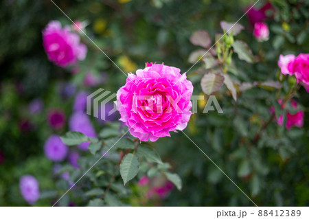 バラの花壇に咲くチャイナローズ バラの花壇に咲くチャイナローズ 88412389