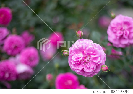 バラの花壇に咲くチャイナローズ バラの花壇に咲くチャイナローズ 88412390