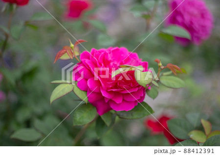 バラの花壇に咲くチャイナローズ 88412391