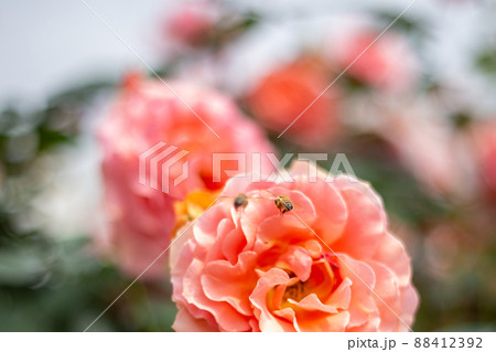 バラの花の蜜を吸うミツバチ 88412392