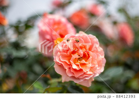 バラの花の蜜を吸うミツバチ 88412393